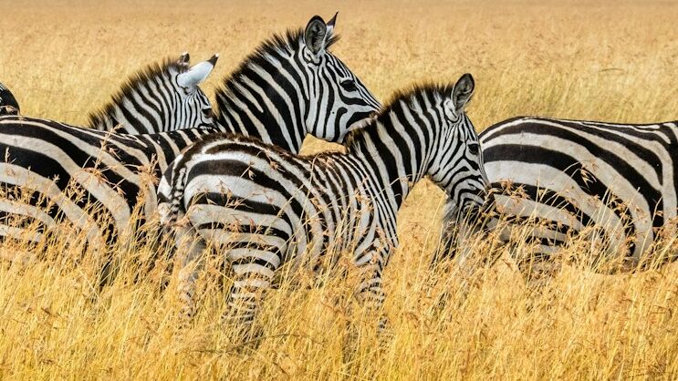 group of zebra walking on wheat field